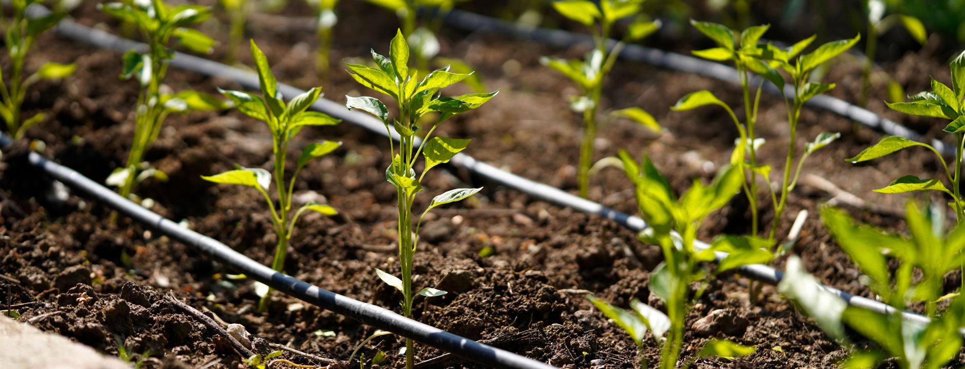 Cintillas para riego