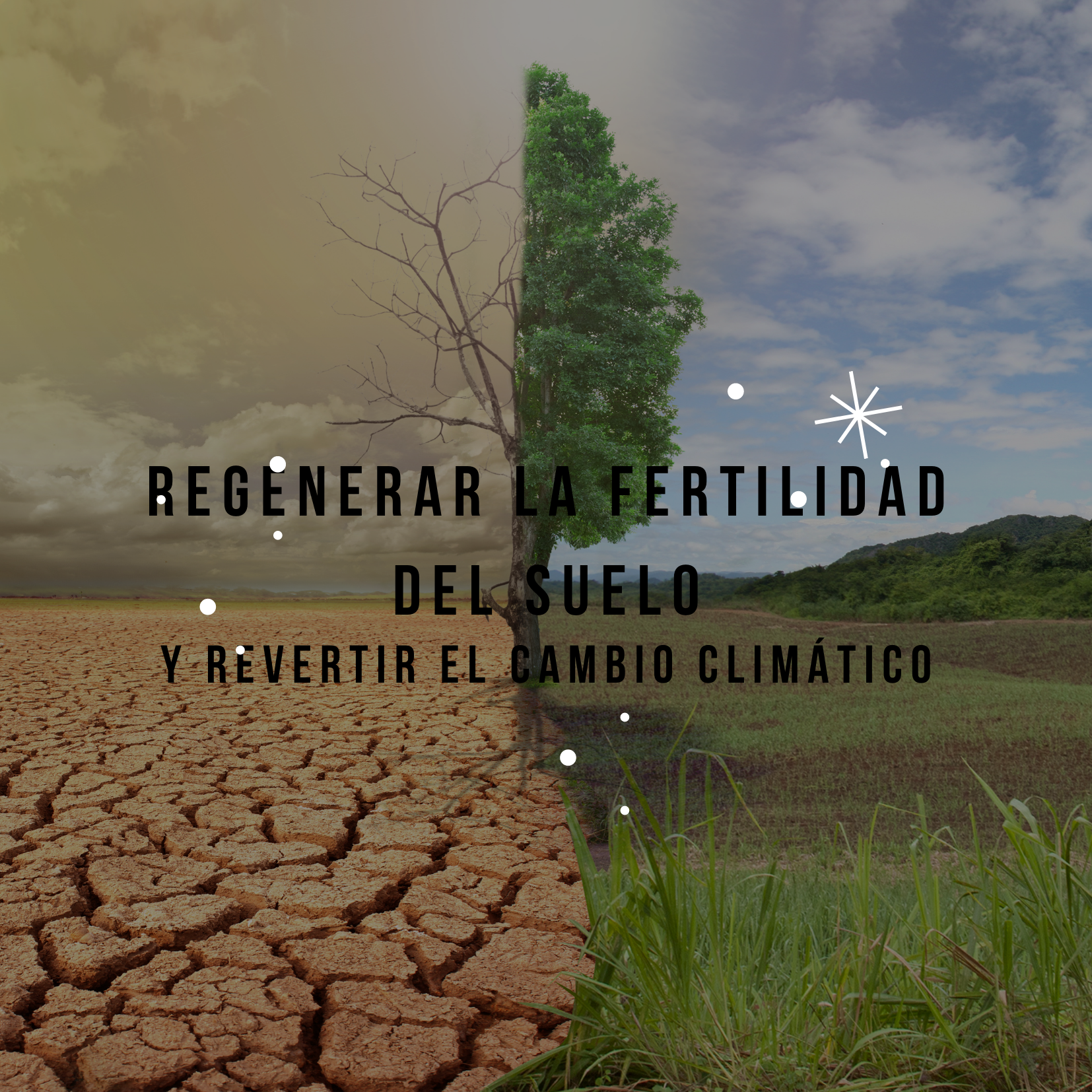 REGENERAR LA FERTILIDAD DEL SUELO