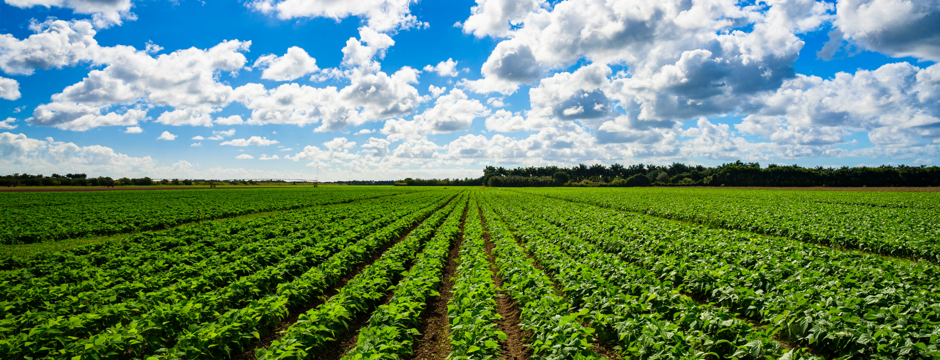 Agroinsumos