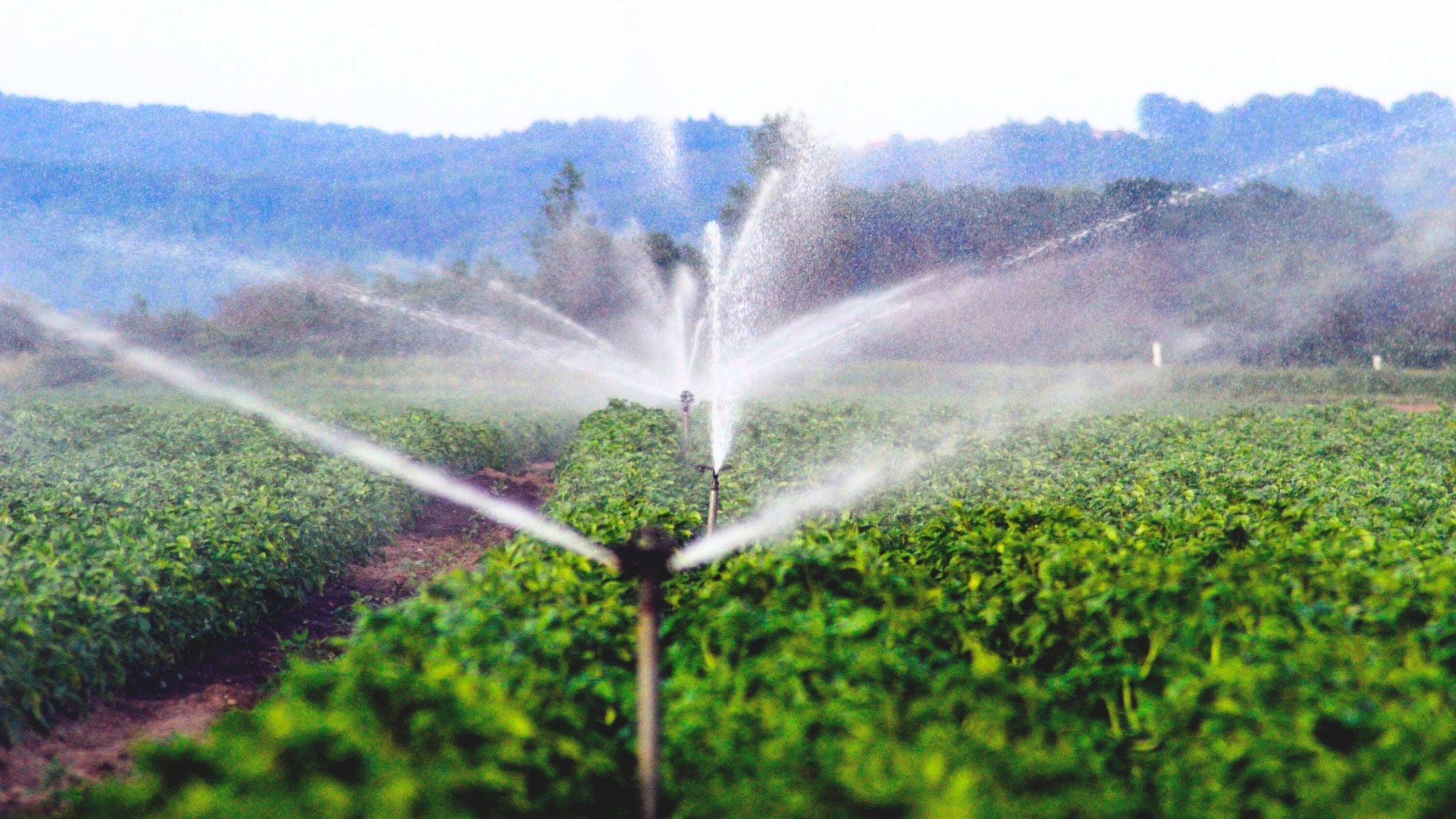 Aspersores y Cañones