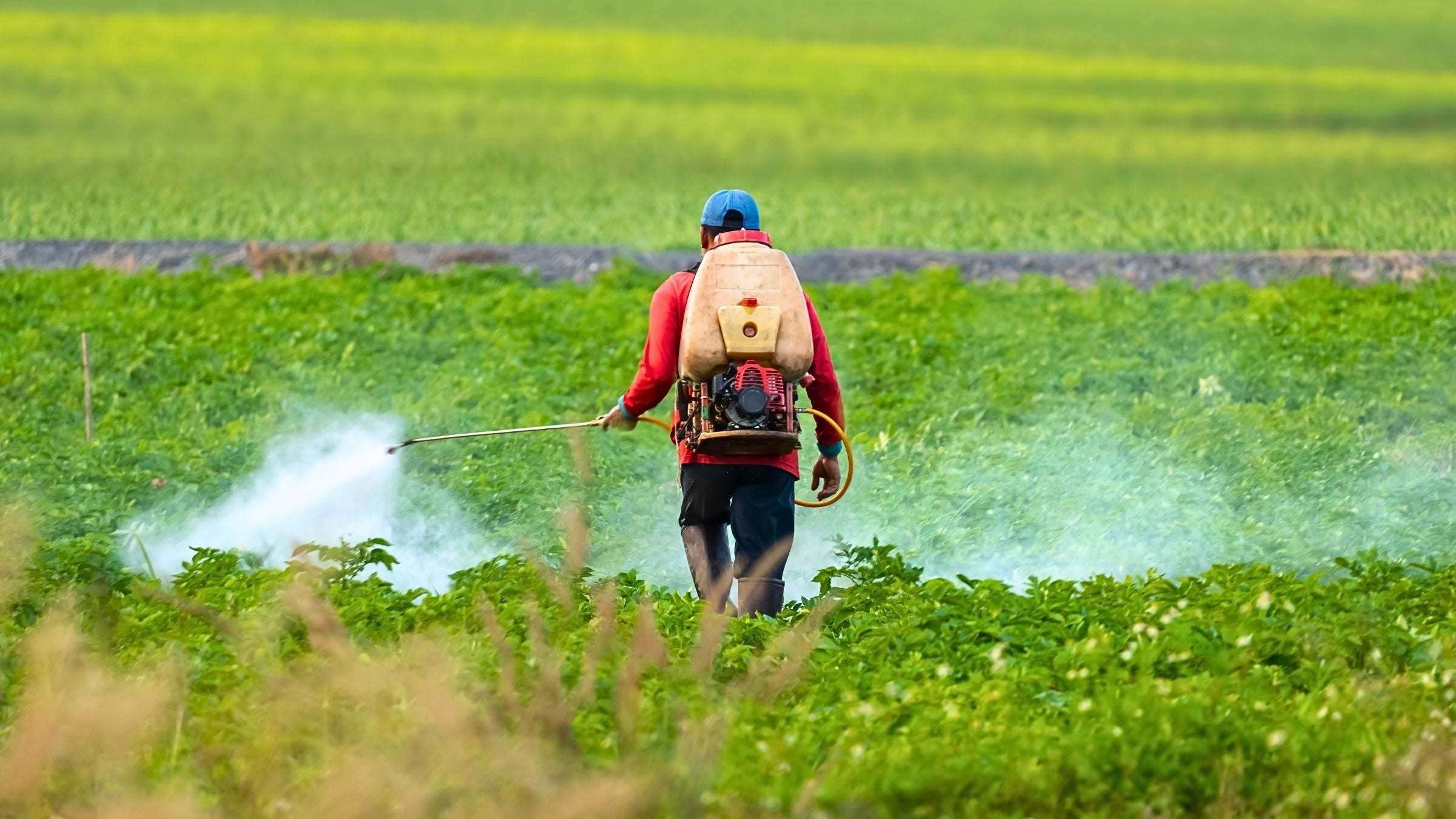 Fumigadoras Motorizadas