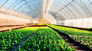 Equipos de Ozono para Riego Agrícola