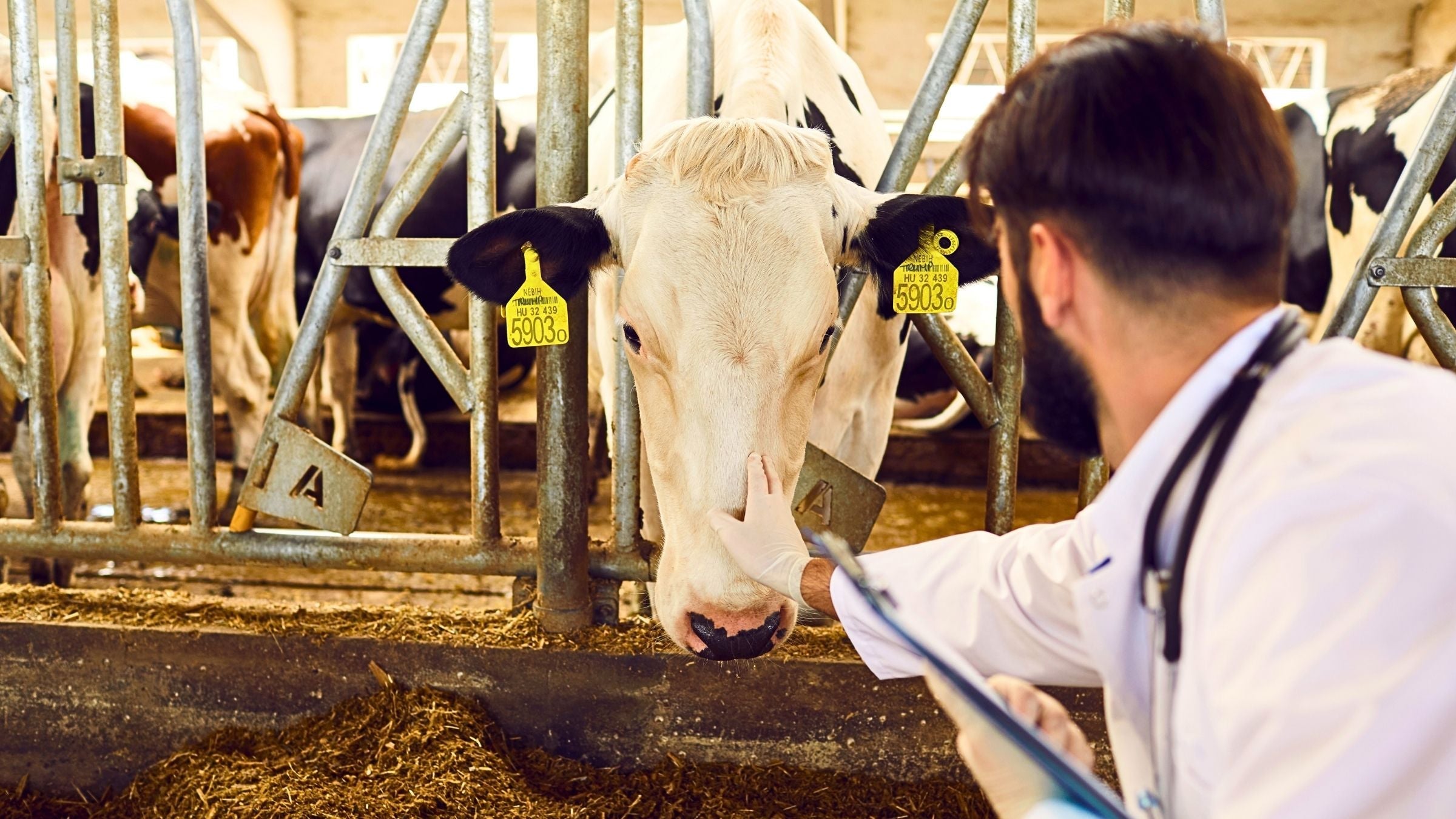 Ozonoterapia Veterinaria