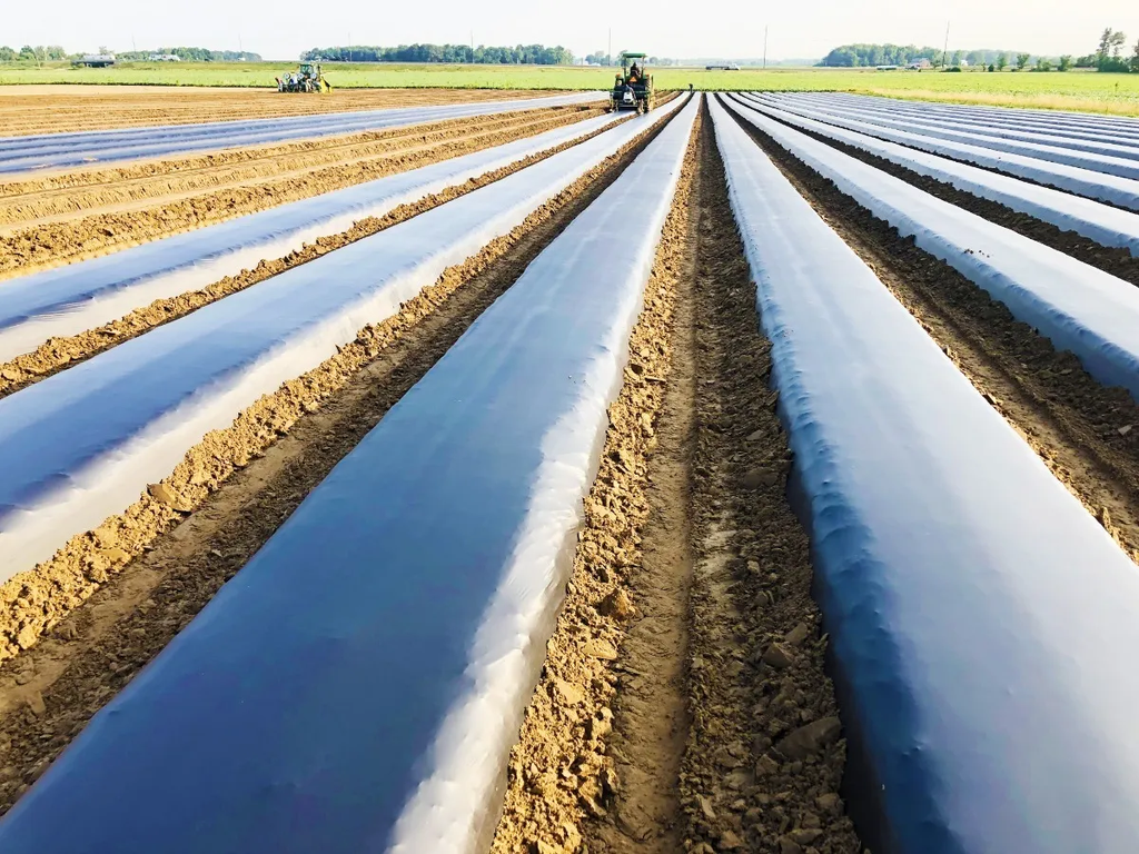 Acolchado plata negro ancho 1.60 mts x 915 mts de largo calibre 80 PN PT2.5" A 20x20 perforacion tresbolillo Agrobolder AC160-915-80PN-PT2.5A20X20